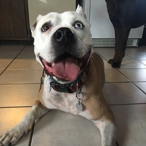 Meet your Posher, Dawn